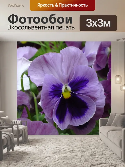 Фотообои Фиолетовый цветок Панси