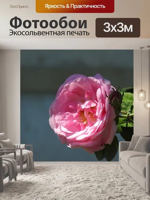 Фотообои Чайная роза