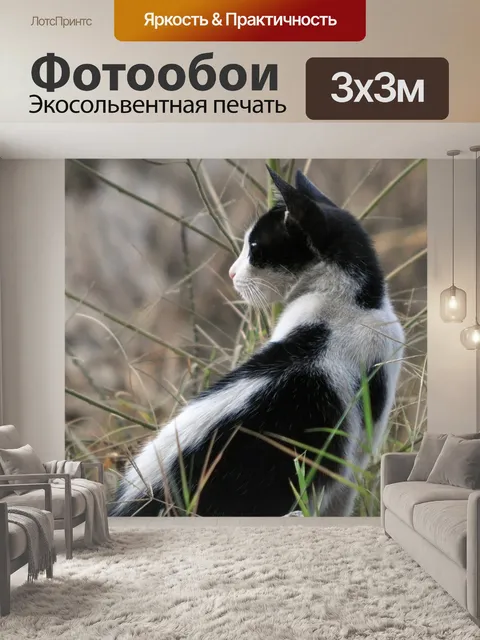 Фотообои Кошка