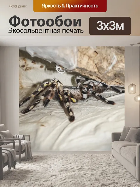 Фотообои Пауки