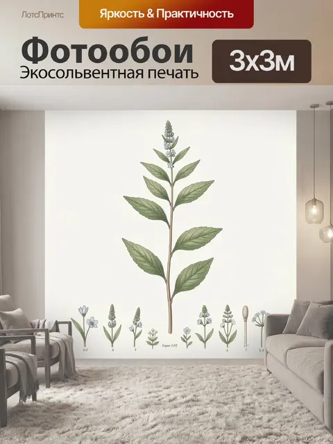 Фотообои Ботаническая иллюстрация цветущего растения
