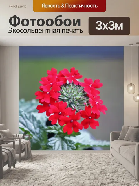 Фотообои Красный Вербена цветок крупным планом