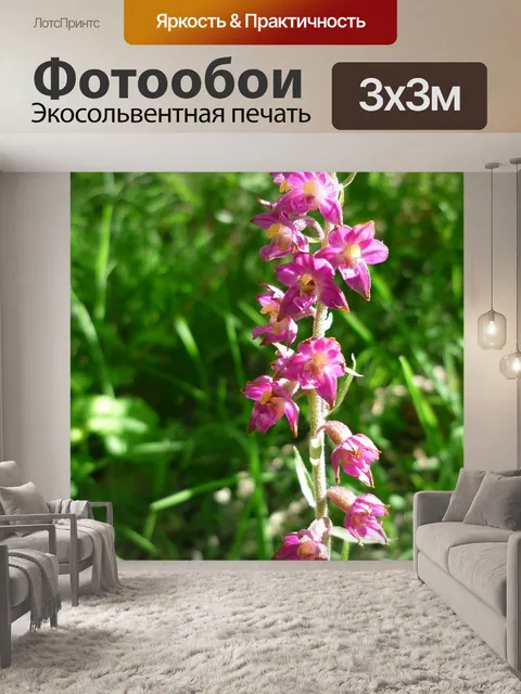 Фотообои Коричневато-красный зверобой