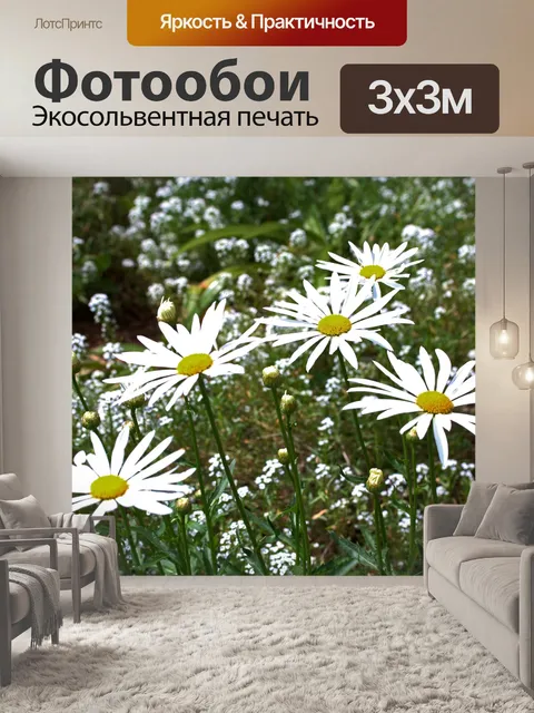 Фотообои несколько белых ромашек в саду