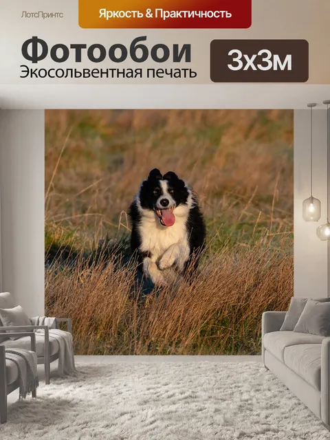 Фотообои Бордер-колли