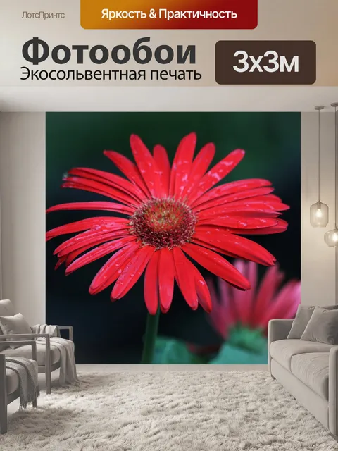 Фотообои Красная гербера, ромашка и капли дождя