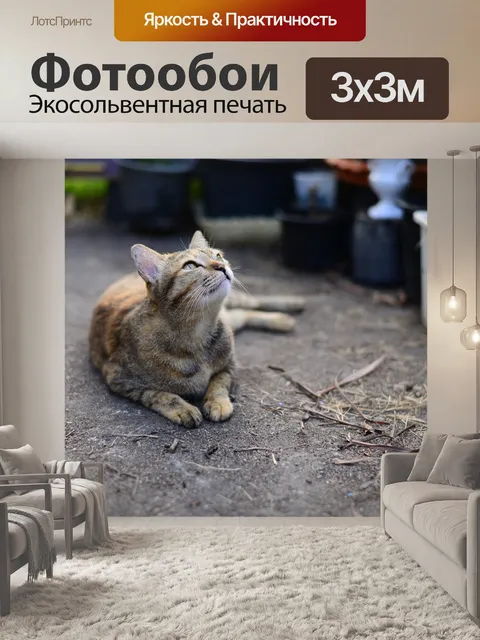 Фотообои Табби