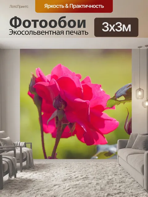 Фотообои Роза