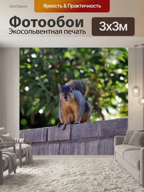 Фотообои Белка на Уолл-# 2