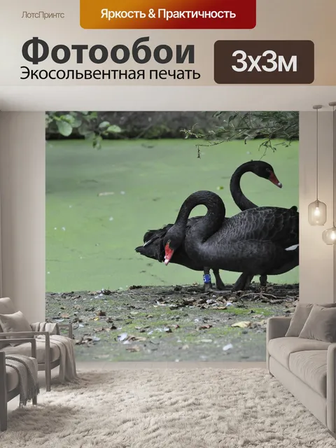 Фотообои Черные лебеди