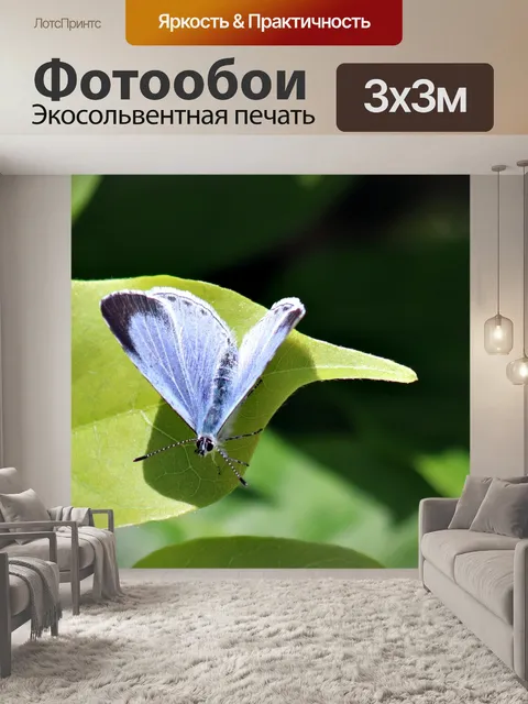 Фотообои Холли Голубая бабочка