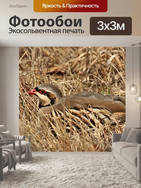 Фотообои Птица Чукар в зимней траве