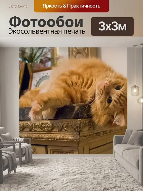 Фотообои Кот оранжевый