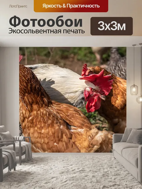Фотообои Домашняя птица
