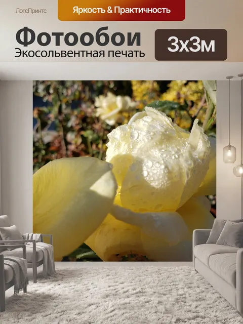 Фотообои Цветок Белой Розы