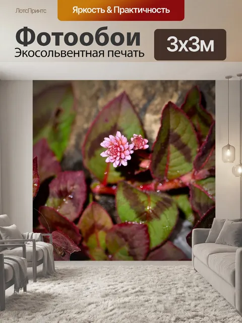 Фотообои Розовый