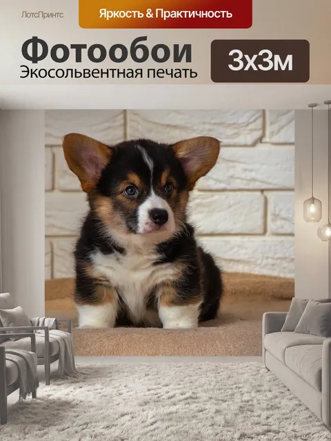 Фотообои Корги