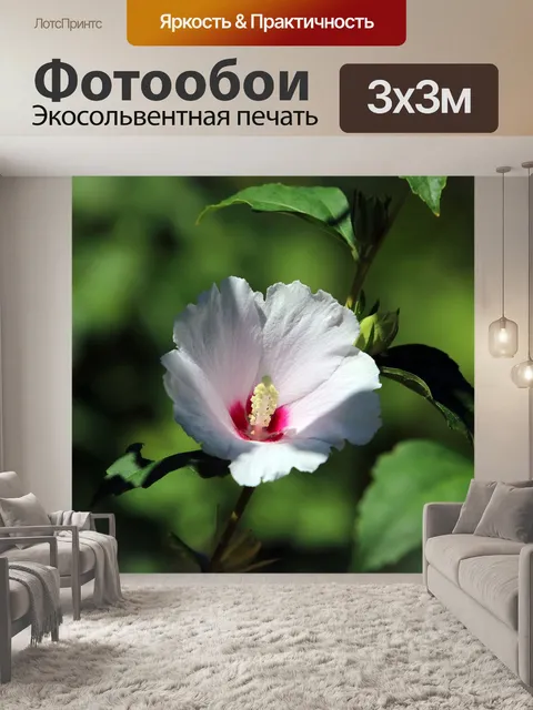 Фотообои Роза шарона