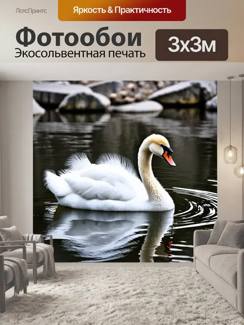 Фотообои Изображение красивого белого лебедя с пышными перьями, плавающего в спокойной воде