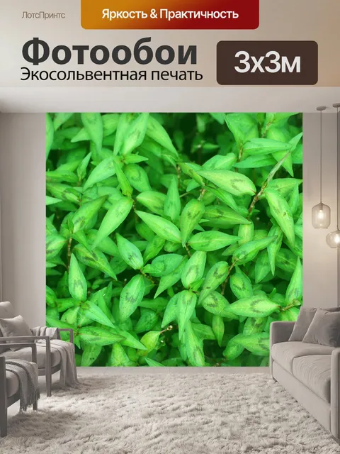 Фотообои Вьетнамские мяты или кориандра