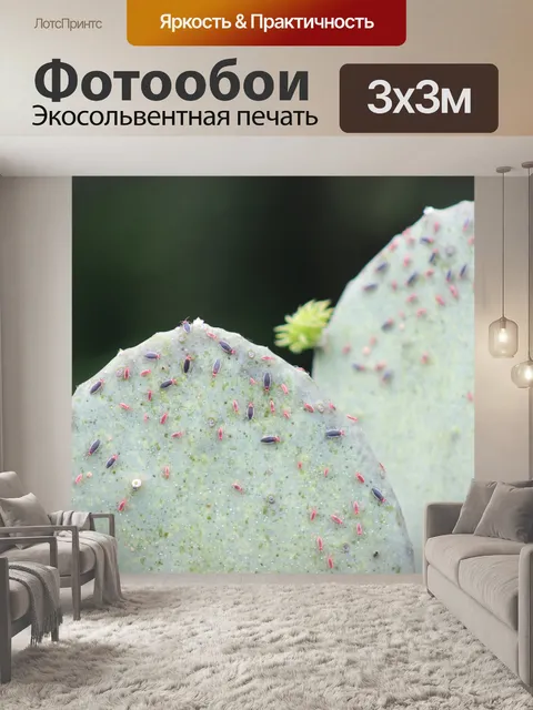 Фотообои Вкус вторжения кактусов