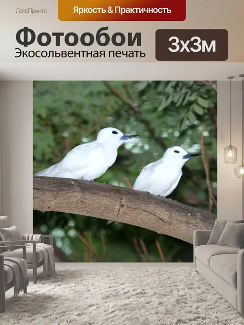 Фотообои Белая крачка