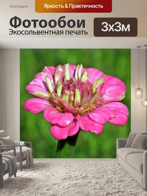 Фотообои Цинния