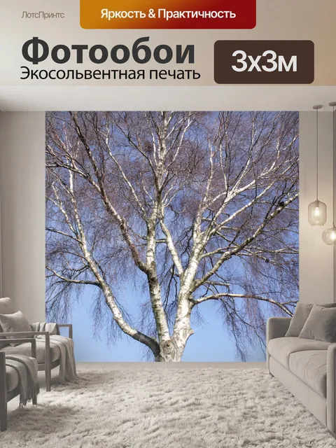 Фотообои Белая береза