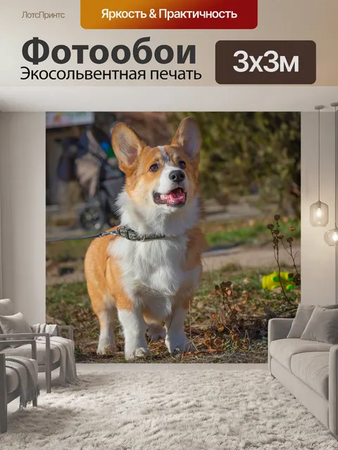 Фотообои Корги