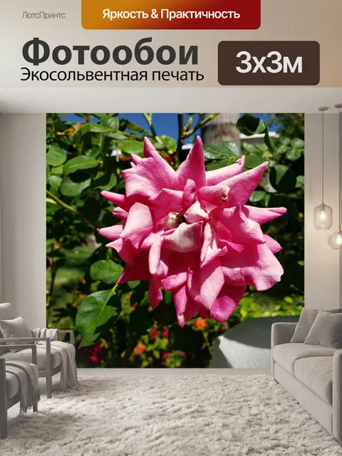 Фотообои Розовая роза