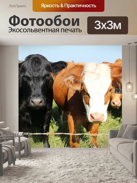Фотообои Стадо коров