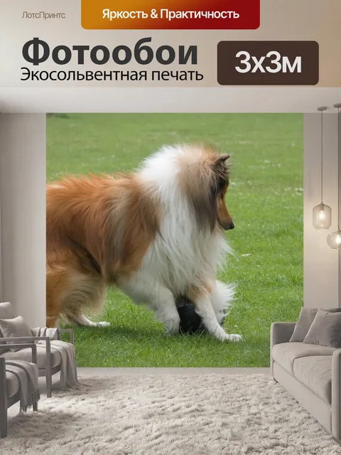 Фотообои Собака играет футбол