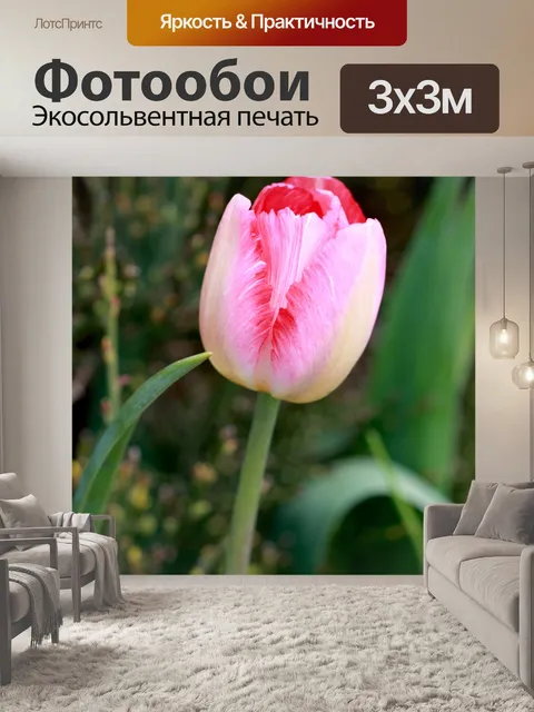 Фотообои Розовый цветок тюльпана
