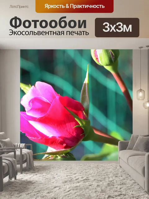 Фотообои вид розового бутона розы на розе