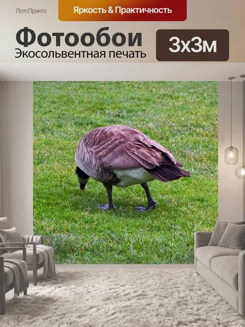Фотообои Гусиная eating