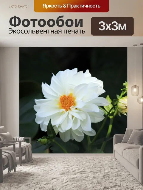 Фотообои Белый Далия