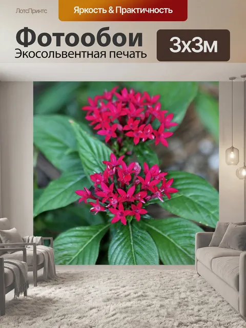 Фотообои Красные цветы Пента