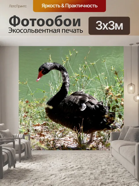 Фотообои Черный лебедь на реке