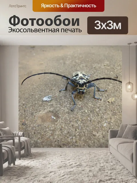 Фотообои Коттонвуд расточной