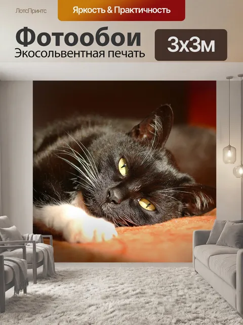 Фотообои Черный кот