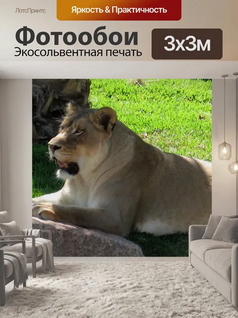Фотообои Содержимое Cat