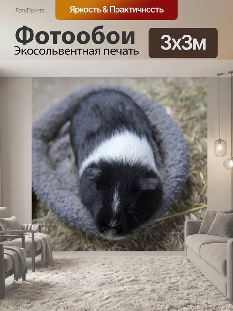 Фотообои Guniea Свинья
