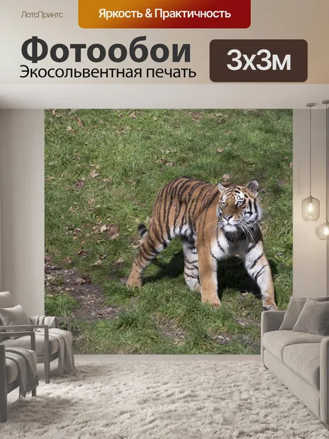 Фотообои Тигр