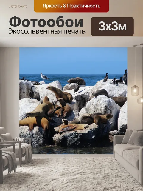 Фотообои Морские львы