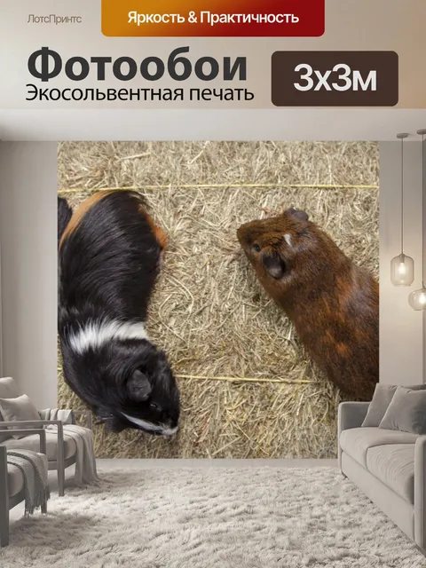 Фотообои Guniea Свинья