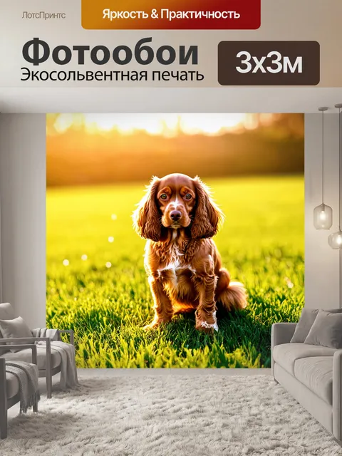 Фотообои кокер-спаниель, позирующий с ранним утренним солнцем, роскошная шерсть переливается