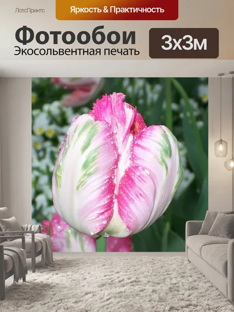 Фотообои Тюльпан
