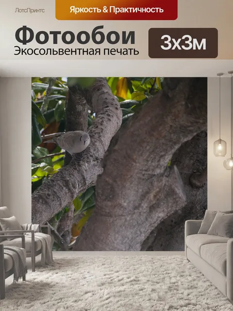 Фотообои Утренняя голубь в дереве