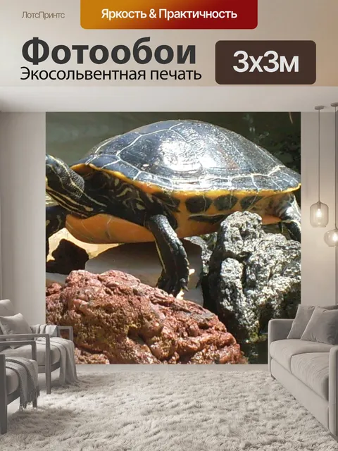 Фотообои Водные черепахи