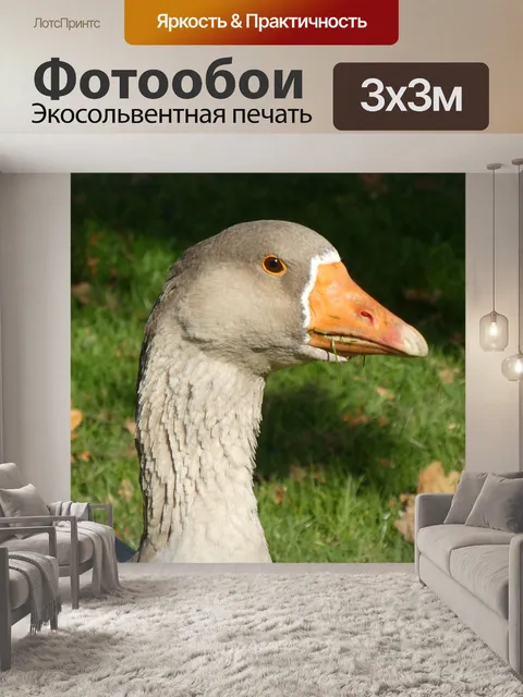Фотообои Гусь